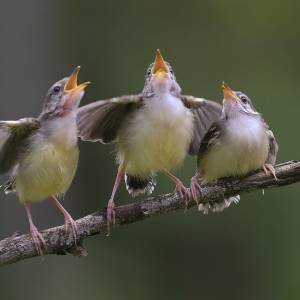 Piosenka stworzona z ptasich śpiewów na brytyjskiej liście najpopularniejszych singli! Posłuchaj "Let Nature Sing"