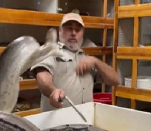 Pyton zaatakował pracownika zoo. Do sieci trafiło nagranie