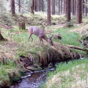 Fotopułaka zarejestrowała niezwykłą scenę z bocianem i sarną! "I to jest bajka" - komentują internauci [FOTO]