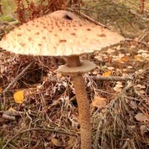 Kania – pyszny grzyb, który często jest mylony z trującymi odmianami