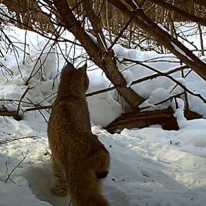 Jak poluje ryś? Zwierzę zaczaiło się tuż przed obiektywem fotopułapki... Kamera wszystko nagrała! [WIDEO]