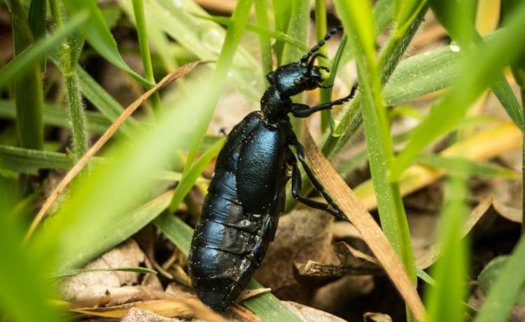 Lepiej nie drażnić tego chrząszcza. Lasy Państwowe ostrzegają [FOTO]