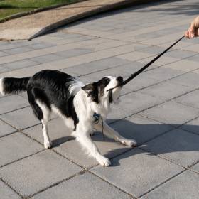 Dlatego pies gryzie smycz. Ekspertka mówi wprost, co to oznacza