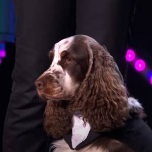 Jurorzy nie wierzyli w to, co zobaczyli. Na początku chcieli zakończyć ten pokaz, później byli zachwyceni! Pies zagrał na fortepianie w "Mam talent" [WIDEO]