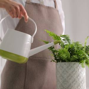 Paprotka żółknie? Oto domowy sposób na błyskawiczną reanimację