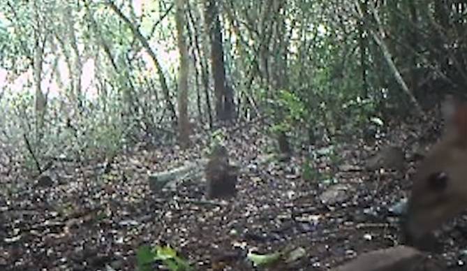 Myszo-jeleń odnaleziony! Nagranie z rzadkim zwierzęciem trafiło do sieci [WIDEO]