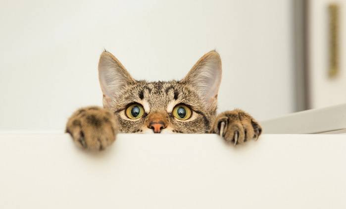 Wszystkie Mruczki mają dziś swoje święto! 17.02 to Światowy Dzień Kota [ZDJĘCIA]