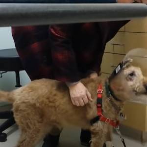 Piesek odzyskał wzrok po operacji. Jego reakcja na widok najbliższych wyciska łzy! [WIDEO]