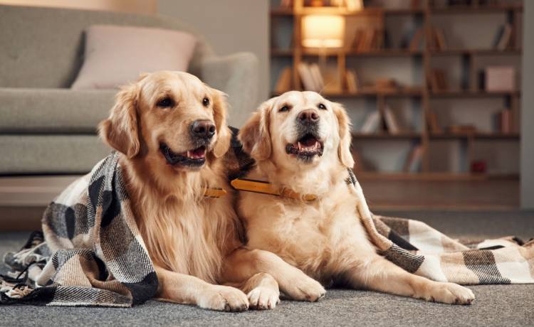 Tak dwa duże psy zareagowały, gdy po raz pierwszy zobaczyły noworodka. Nagranie to hit! [WIDEO]