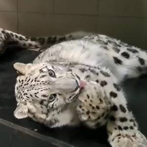 Oto śnieżne pantery z zoo we Wrocławiu. Kochane! [WIDEO]