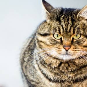 Nie wpuścili kota do samolotu, bo był za ciężki. Właściciel zwierzaka próbował obejść system