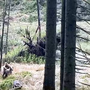 W czasie spaceru po Dolinie Chochołowskiej spotkała niedźwiedzie! Wszystko nagrała kamera [WIDEO]