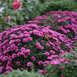 Jak dbać o chryzantemy? O tym trzeba pamiętać!