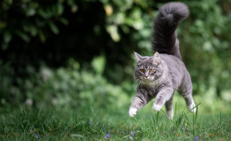 Kot uciekł i zaplątał się w żywopłot. Wrócił do domu dzięki straży miejskiej i jednemu z uczniów [FOTO]