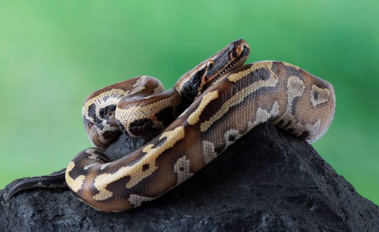 Nie wiedziała, że od kilku dni ma dzikiego lokatora. Kiedy go zobaczyła, zamarła [FOTO]