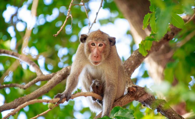 Małpy zaatakowały matkę z miesięcznym dzieckiem. Porwane niemowlę nie żyje