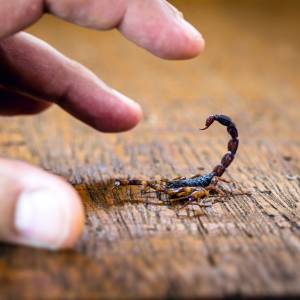 Jadowite skorpiony atakują ludzi. Tragedia w Egipcie. Nie żyją 3 osoby