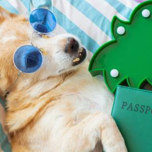 Po co psu paszport? 5 rzeczy, które musisz wiedzieć!