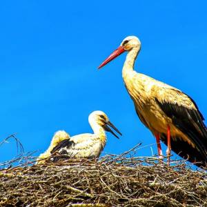 Kamera uchwyciła radość bocianich rodziców po zniesieniu jaja. Zobacz wzruszające nagranie 