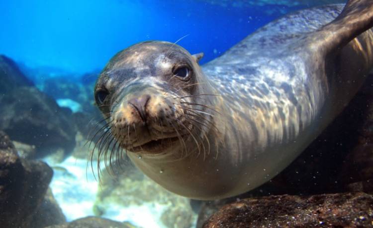 Niesamowite zdjęcie amerykańskiego fotografa. Lew morski wpada wprost w paszczę wieloryba