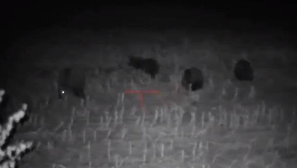 Myśliwy spotkał na polu gromadę 38 niedźwiedzi! Nagranie opublikował w sieci [WIDEO]