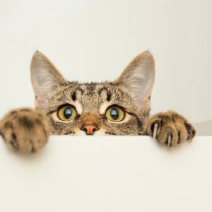 Wszystkie Mruczki mają dziś swoje święto! 17.02 to Światowy Dzień Kota [ZDJĘCIA]