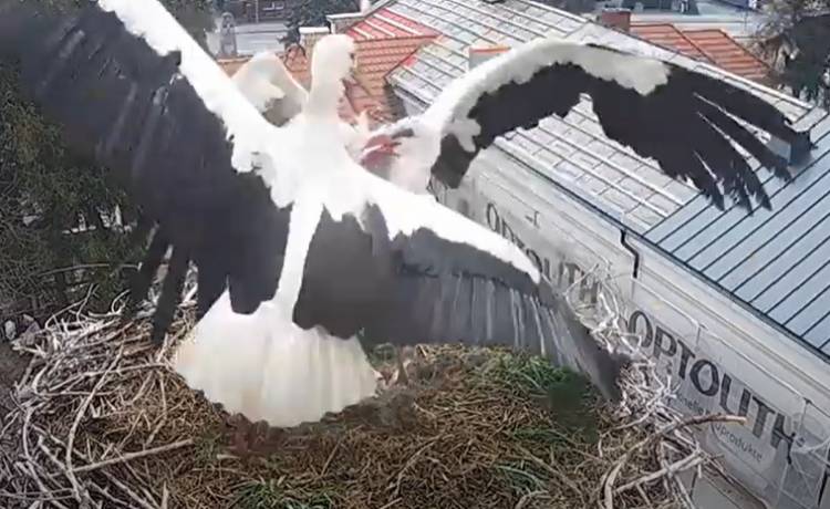 Bocianica z Przygodzic jest ranna. Po kolejnym ataku straciła jajo. Przy gnieździe pojawiła się nowa kamera! [WIDEO]