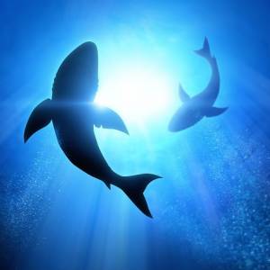 Głowa świni, ciało rekina. Zobaczcie mutanta z głębin [ZDJĘCIE]