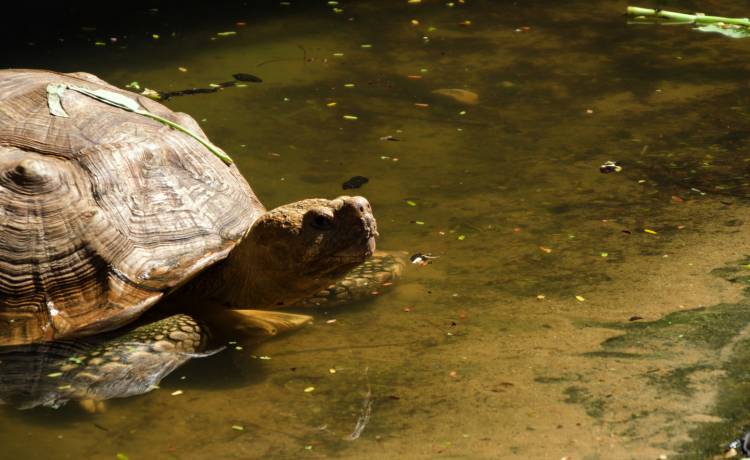 5 najdłużej żyjących zwierząt. Spodziewasz się, ile mogą żyć?