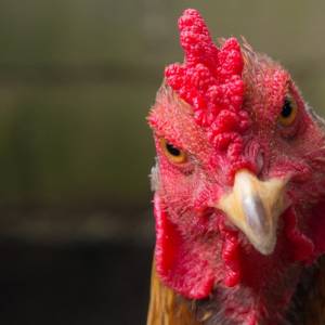 "To był instynkt stadny, zadziobały go" - grupa kur zabiła lisa