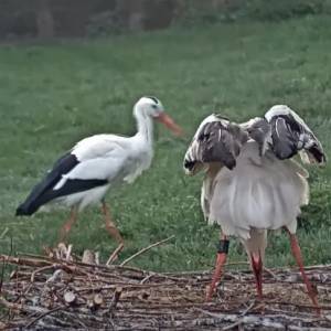 Tak bociany reagują na narodziny potomstwa! Pierwsze pisklę pojawiło się w gnieździe. "Czysta radość" [WIDEO]