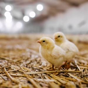 Zakradł się do farmy i przestraszył kurczaki na śmierć. Trafił do więzienia 