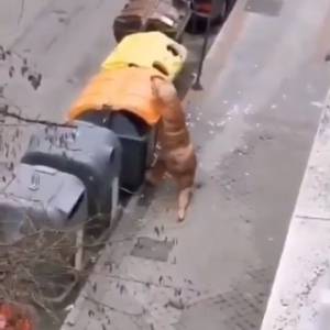 Chciał uniknąć zarażenia. Wyszedł z domu w zaskakującym stroju! [WIDEO]