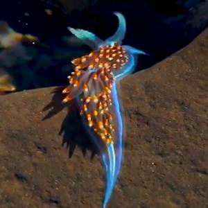 Ślimak morski ma tak wiele kolorów. Wygląda jak nie z tego świata! [WIDEO]