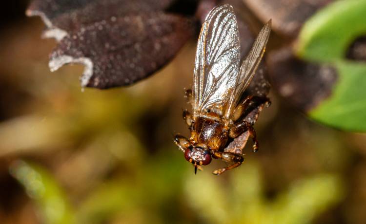 "Latające kleszcze" powoli się budzą. Ich ukąszenia są bardzo bolesne