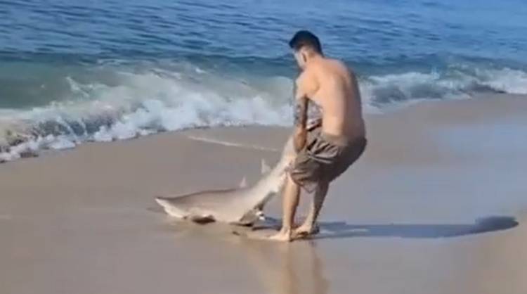 Rekin tygrysi złapany gołymi rękami. Mężczyzna właśnie tak wyciągnął go z wody [WIDEO]