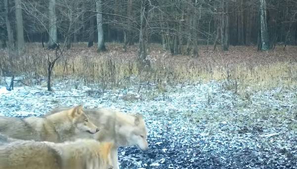 Wataha wilków hasa przed obiektywem fotopułapki! Takie nagranie to rzadkość [WIDEO]