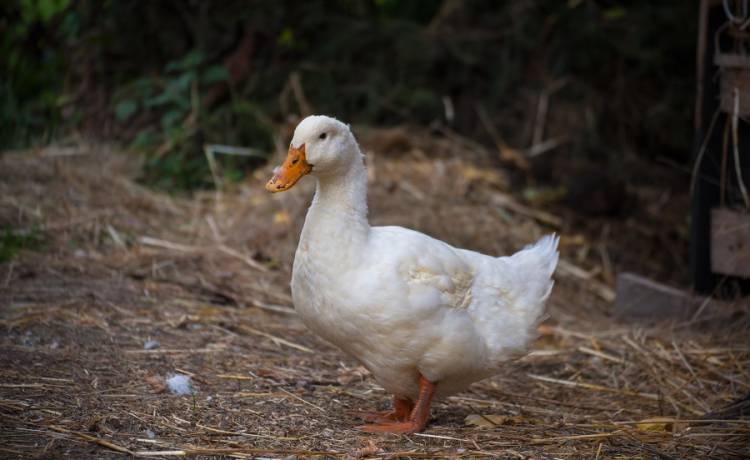 Drób uprowadzony pod osłoną nocy. Zuchwała kradzież 8 kaczek! Kto i dlaczego to zrobił?