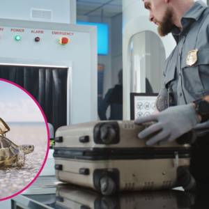 Schował to w spodniach, ale skaner wszystko ujawnił! Szok na lotnisku