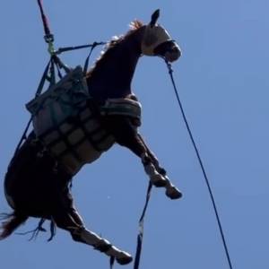 Koń "przeleciał" nad górskim szlakiem. Nietypowa akcja strażaków [WIDEO]