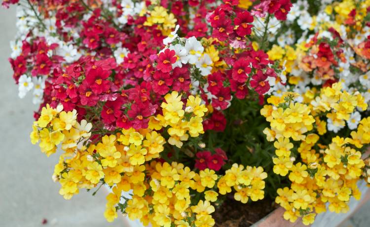 simona pavan/Shutterstock 