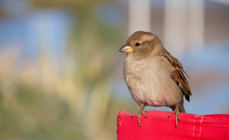 Alpiniści uratowali pisklęta na jednym z gdańskich osiedli. Były uwięzione w otworach wentylacyjnych