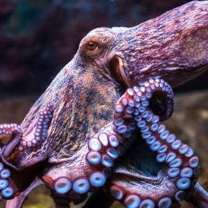 Orzeł w śmiertelnym uścisku ośmiornicy. Ptak otarł się o śmierć [WIDEO]