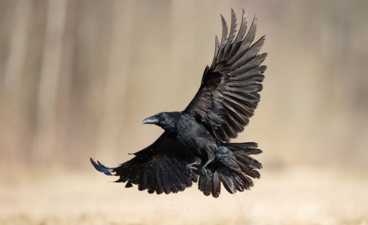 fot. shutterstock.com