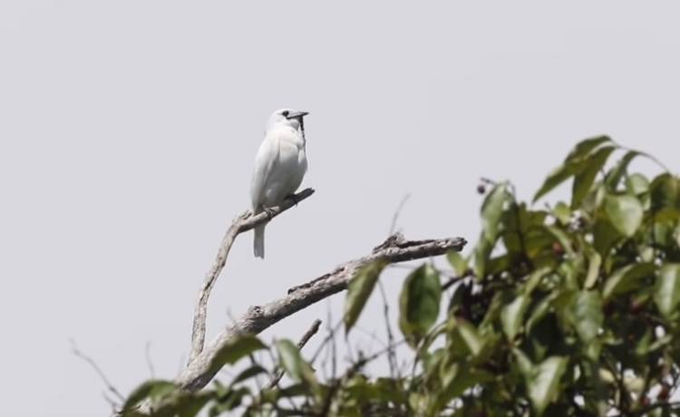 Śpiewa z siłą startującego odrzutowca! To najgłośniejszy ptak na świecie [WIDEO]
