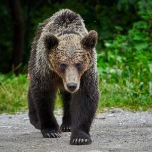 Na drodze pod Grójcem leżał ranny niedźwiedź?! Zaskakujący finał interwencji policji