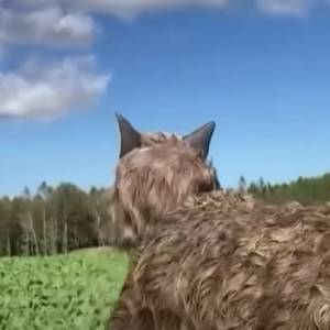 Robo-wilki to przyszłość? Przerażające Monster Wolves chronią mieszkańców przed intruzami!