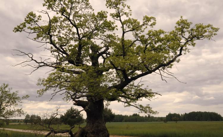 Dąb Dunin może zostać Europejskim Drzewem Roku 2022! Głosowanie trwa