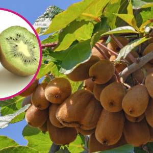 Jak nazywa się „drzewo” kiwi? Niewiele osób zna odpowiedź