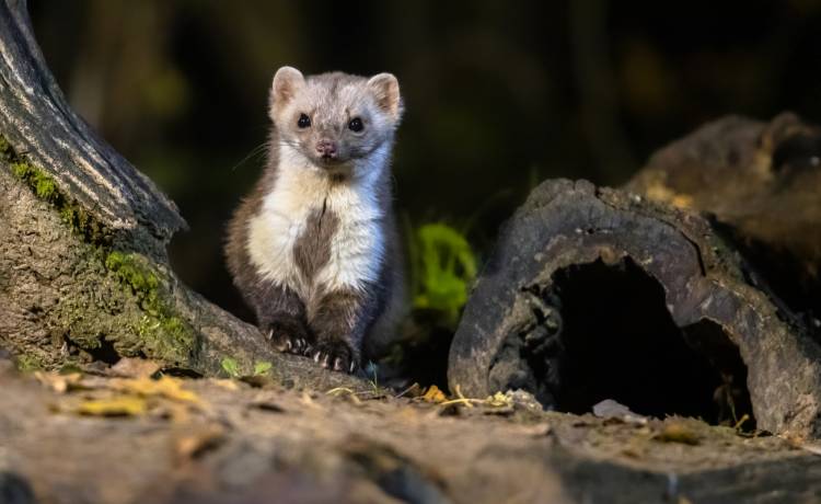 fot. shutterstock.com